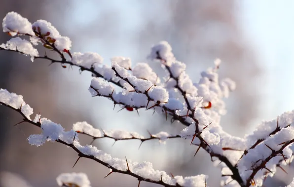Winter, snow, twig