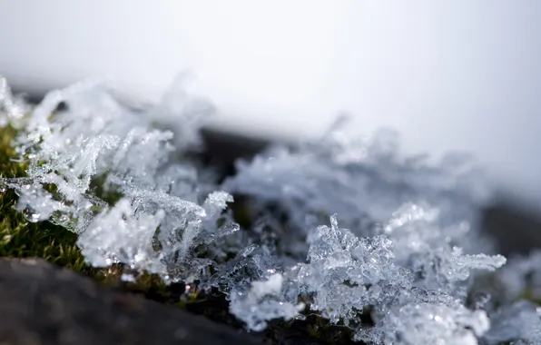 Picture frost, greens, macro, snowflakes, moss, crystals