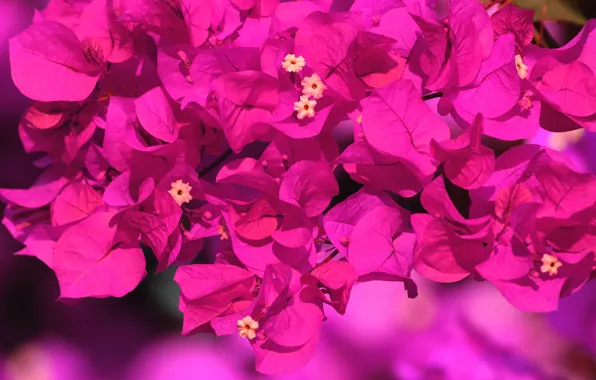 Leaves, flowers, background, bright, Bush, pink, a lot, lilac