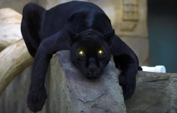 Picture cat, eyes, Panther, black, panther
