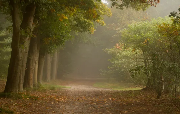 Forest, trees, fog, path, shrub