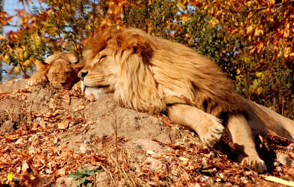 Picture LEO, STAY, MANE, CALM, SLEEP, LION