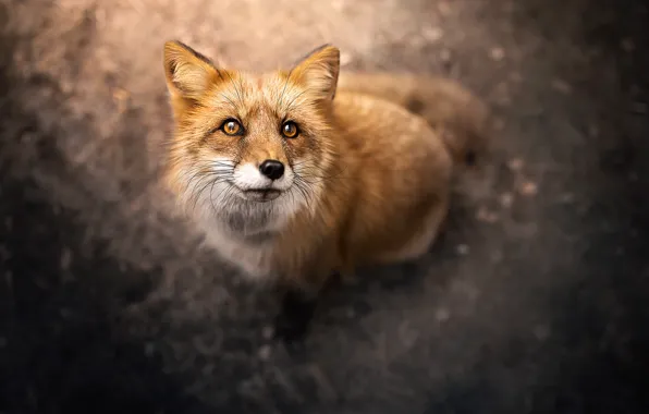 Face, Fox, red