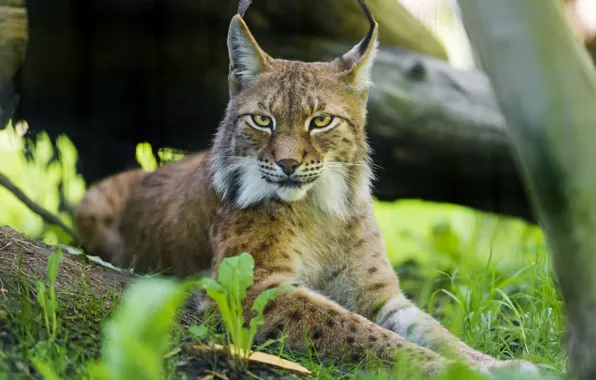 Picture cat, lynx, ©Tambako The Jaguar
