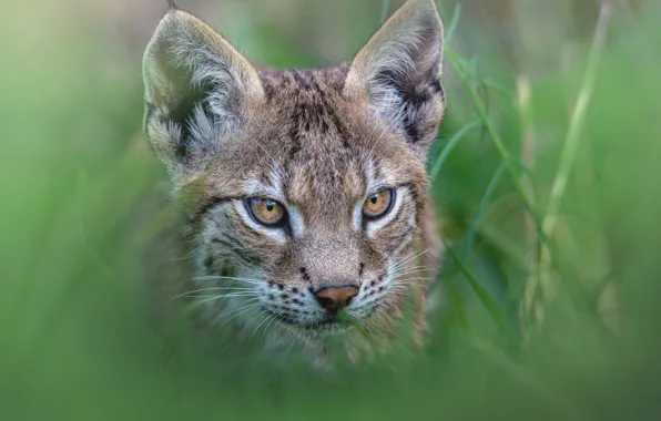 Grass, look, portrait, lynx, face, a small lynx