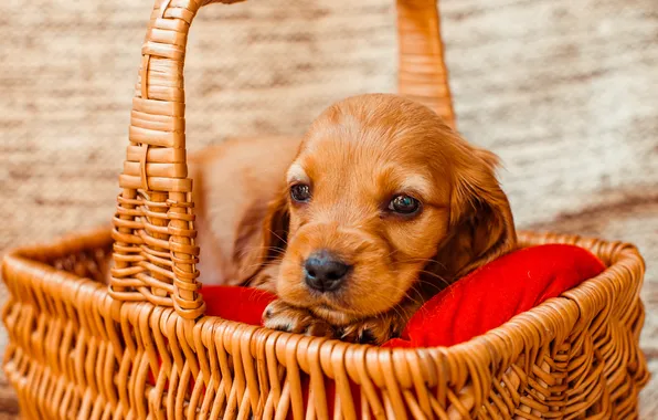 Look, dog, red, puppy, lies, face, basket