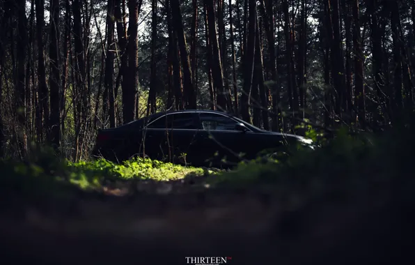 Picture machine, auto, forest, trees, photographer, auto, photography, photographer