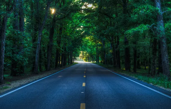 Picture light, forest, nature, tree