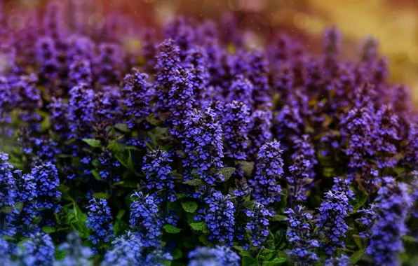 Summer, flowers, garden, purple, the bushes, a lot, lilac, sage