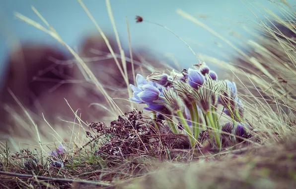 The sky, grass, flowers, nature, stems, glade, spring, lilac