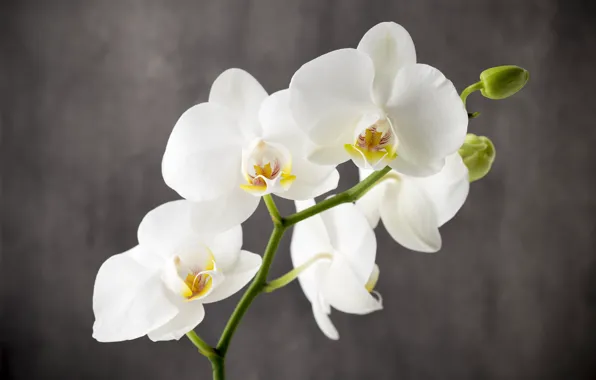 Picture flowers, white, white, buds, Orchid, flowers, orchid