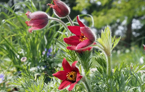 Greens, flowers, anemones, dream grass