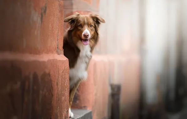Picture look, face, dog, bokeh, Australian shepherd, Aussie