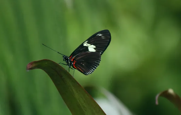 Leaves, microsemi, wings, Butterfly, insect, beautiful, closeup