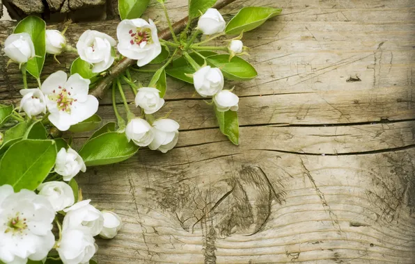 Flowers, spring, petals, white