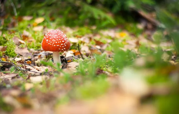 Autumn, grass, leaves, macro, moss, mushroom, Mushroom