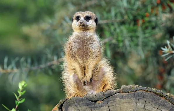 Picture look, stump, meerkat