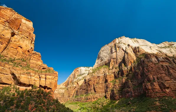 Picture the sky, trees, mountains, canyon, gorge, Utah, USA, Zion National Park