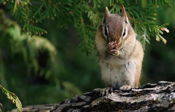 Picture branches, legs, protein, Chipmunk, bark