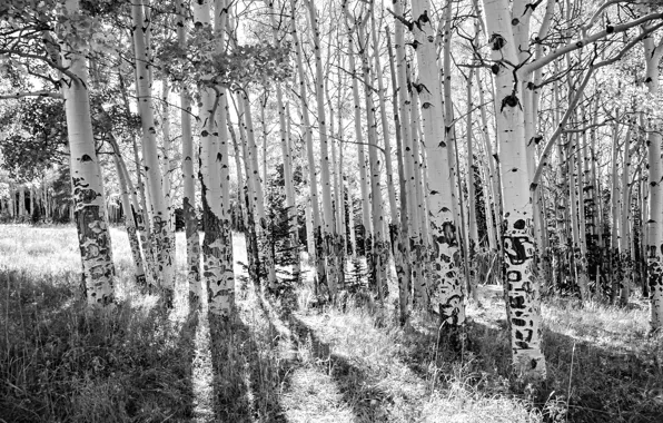 Picture trees, birch, grove