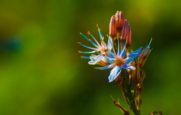 Greens, flower, macro, nature, spring, garden