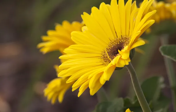 Picture petals, stem, gerbera
