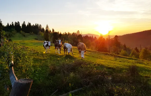 Forest, grass, sunset, mountains, village, mountain, cow, sunset in the mountains