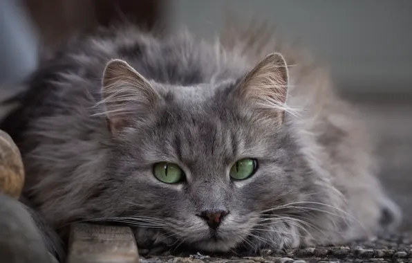 Picture cat, look, fluffy, muzzle, green eyes, cat