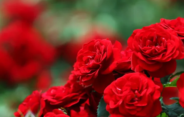 Roses, blur, bokeh, red roses