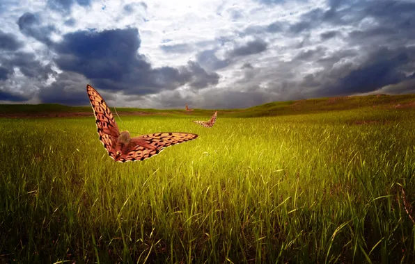 Field, the sky, grass, butterfly, clouds, nature, art, Larisa Koshkina