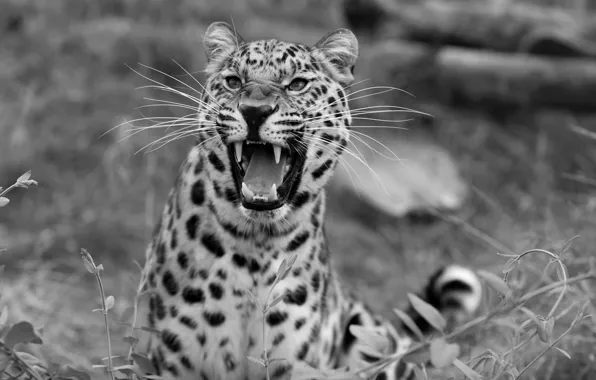 Leopard, grin, wildlife