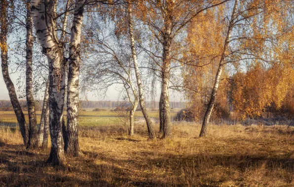 Field, autumn, forest, grass, light, branch, trunks, glade