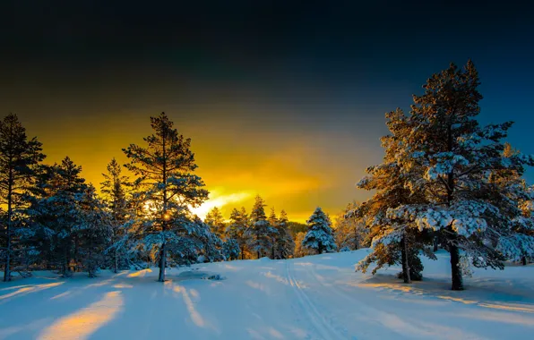 Winter, snow, trees, landscape, nature, morning, ate, Norway