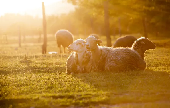 Rays, light, stay, glade, sheep, pasture, sheep