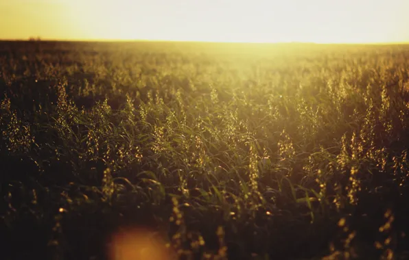Sunset, horizon, field of flowers