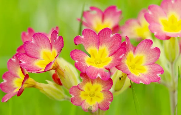 Flowers, color, primroses