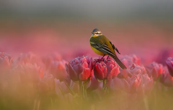 Flowers, bird, blur, spring, tulips, pink, blur, Wagtail
