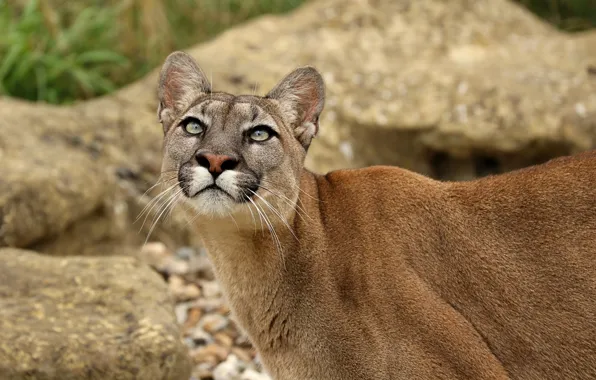 Face, predator, Puma, wild cat, looks, Cougar, look up