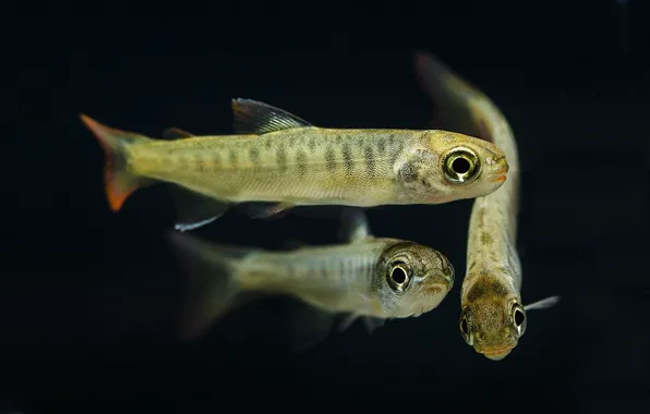 Picture water, macro, fish, three, black background, national geographic, fry