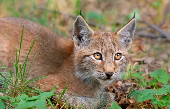 Cat, grass, look, portrait, baby, lynx, face, a small lynx