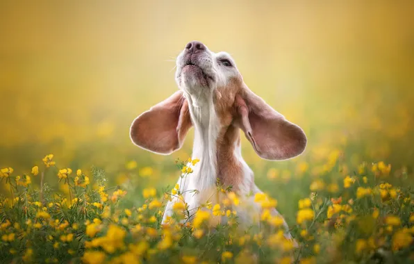 Nature, each, dog