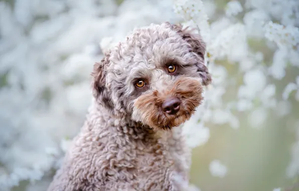 Look, face, flowers, branches, nature, portrait, dog, spring