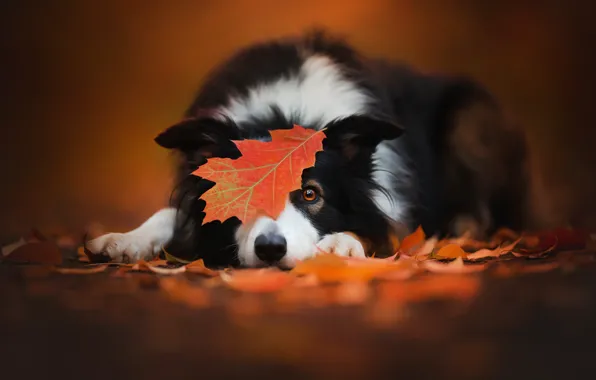 Picture autumn, leaf, dog, the border collie