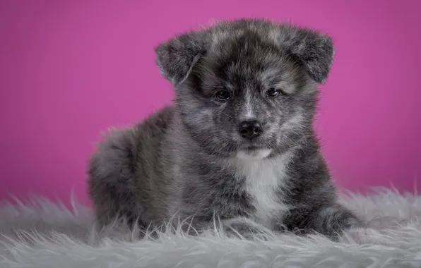 Grey, background, pink, dog, puppy, lies, fur, Akita inu