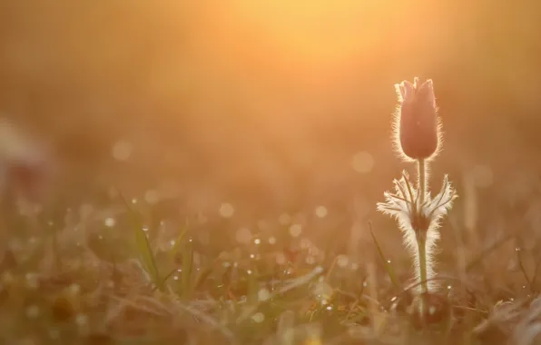Flowers, nature, spring