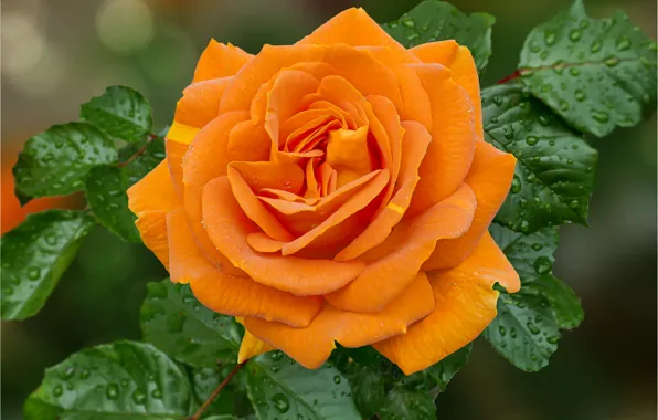 Picture leaves, drops, macro, flowers, orange, roses