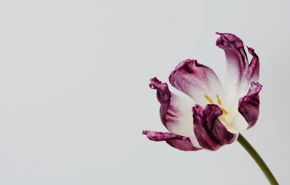 Flower, background, Tulip, minimalism