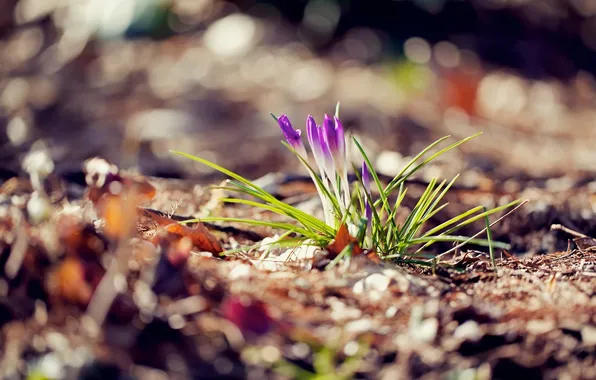 Flowers, petals, crocuses