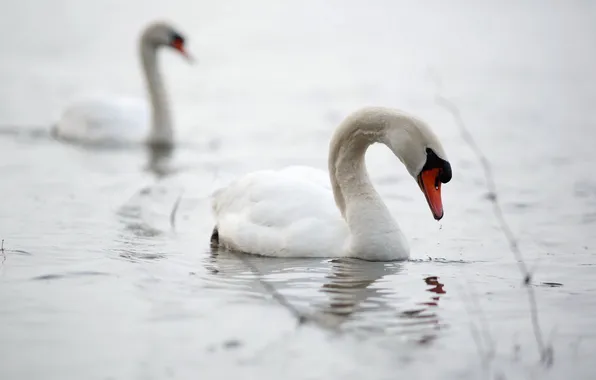 Picture nature, lake, swans