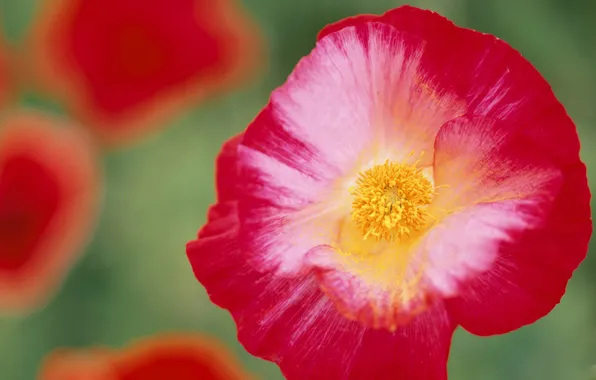 Picture flower, macro, red, pollen, Mac, petals, bright